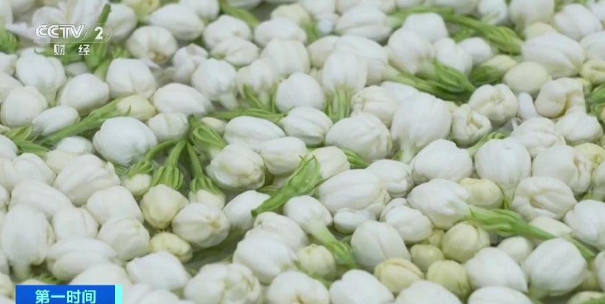 成熟的茉莉花。