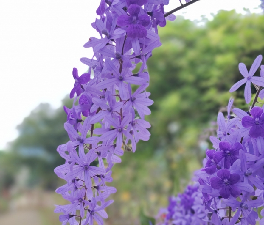 藍花藤迎來盛花期。