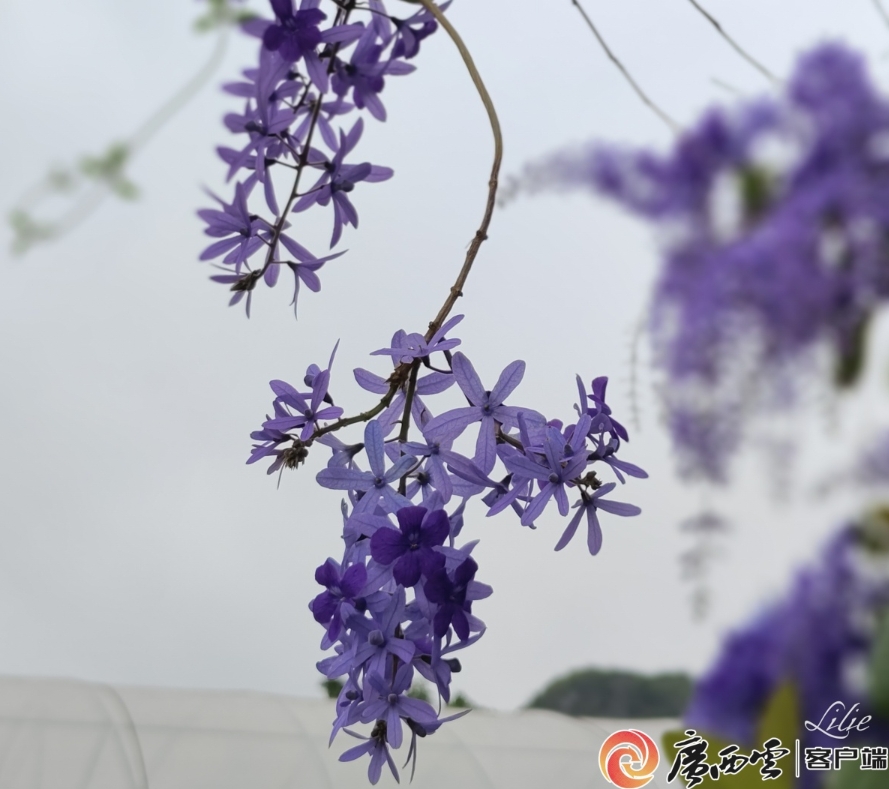 藍花藤迎來盛花期。