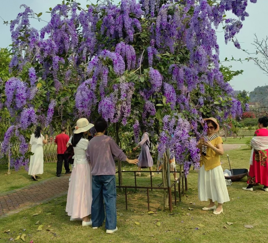 藍花藤迎來盛花期。