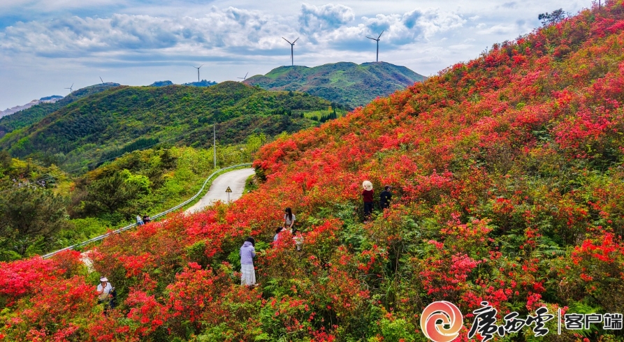 鮮紅的杜鵑花。