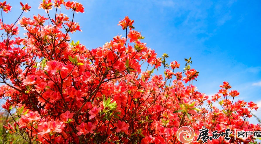鮮紅的杜鵑花。