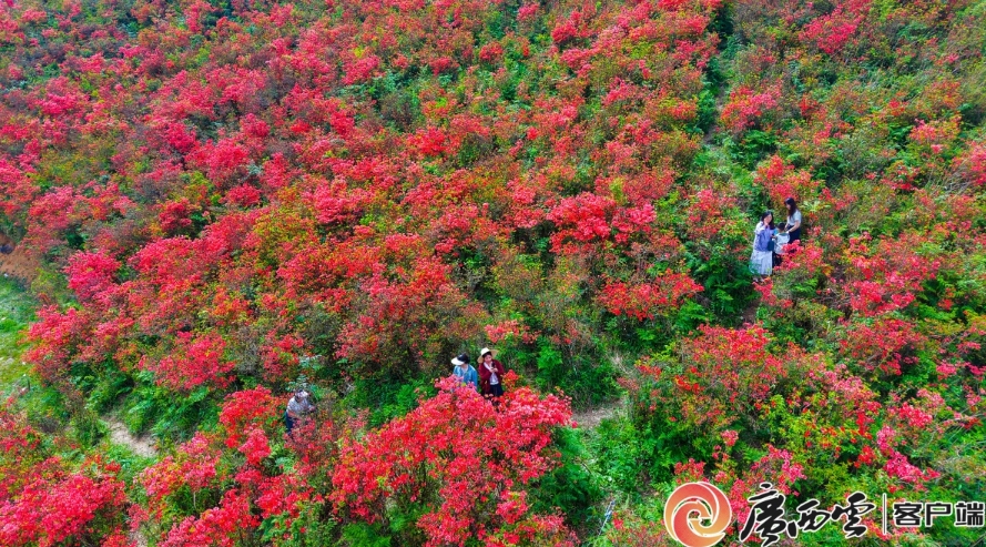 鮮紅的杜鵑花。