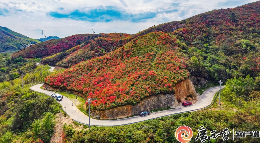 鮮紅的杜鵑花。