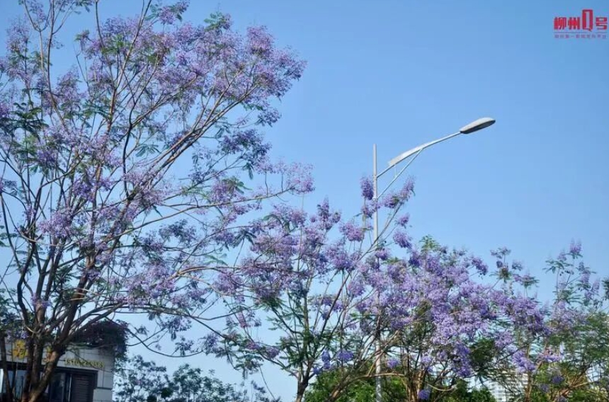 藍花楹盛花期，