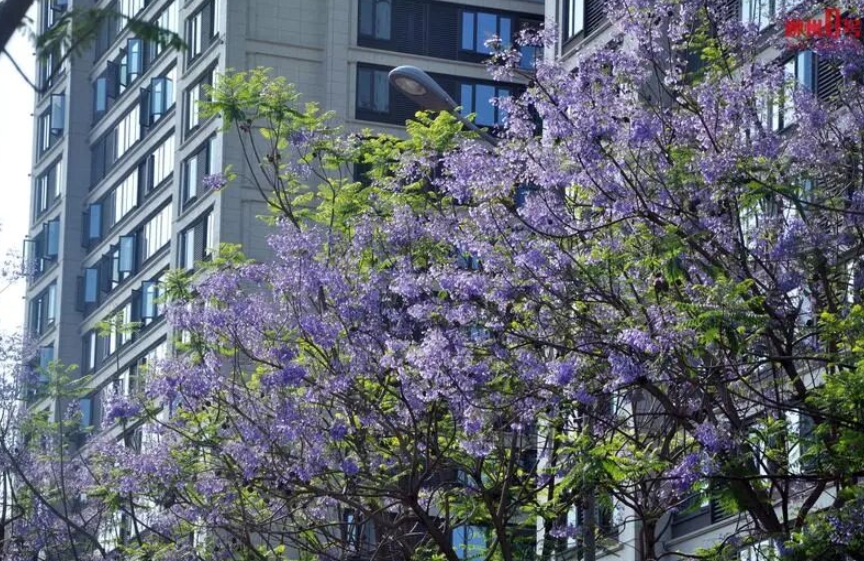 藍花楹盛花期，