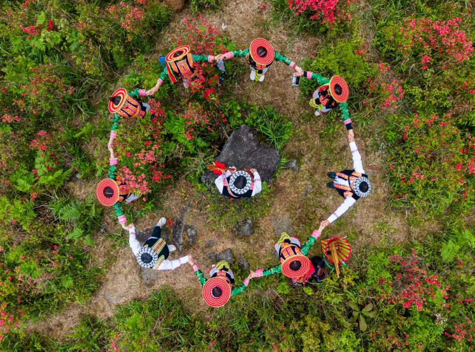 野生杜鵑花熱烈綻放。