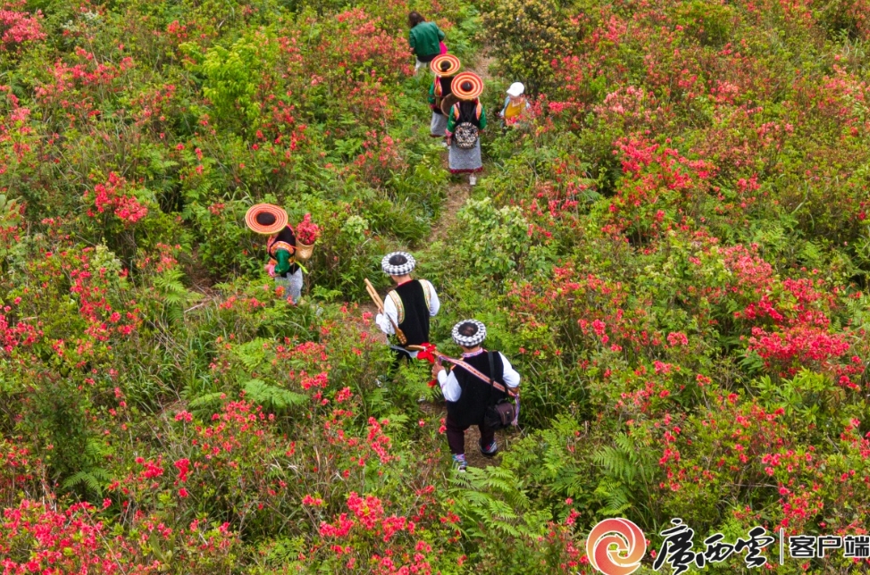 野生杜鵑花熱烈綻放。