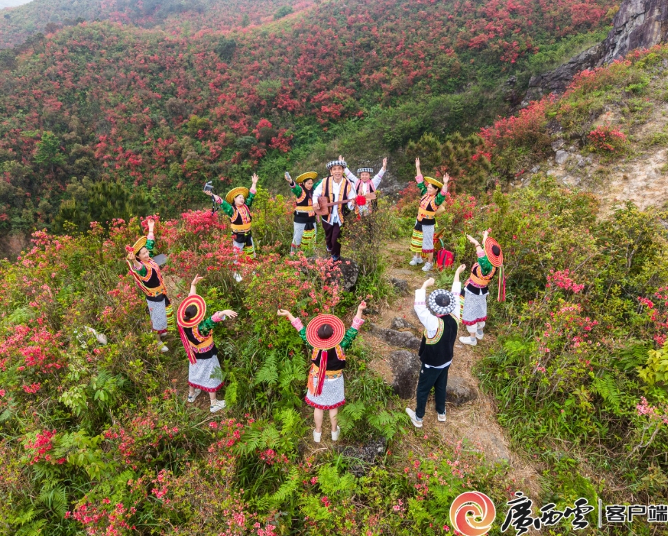 野生杜鵑花熱烈綻放。