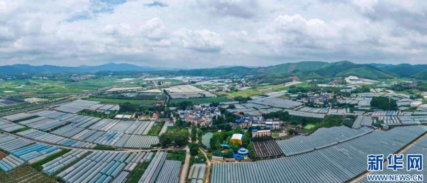 葡萄種植基地。