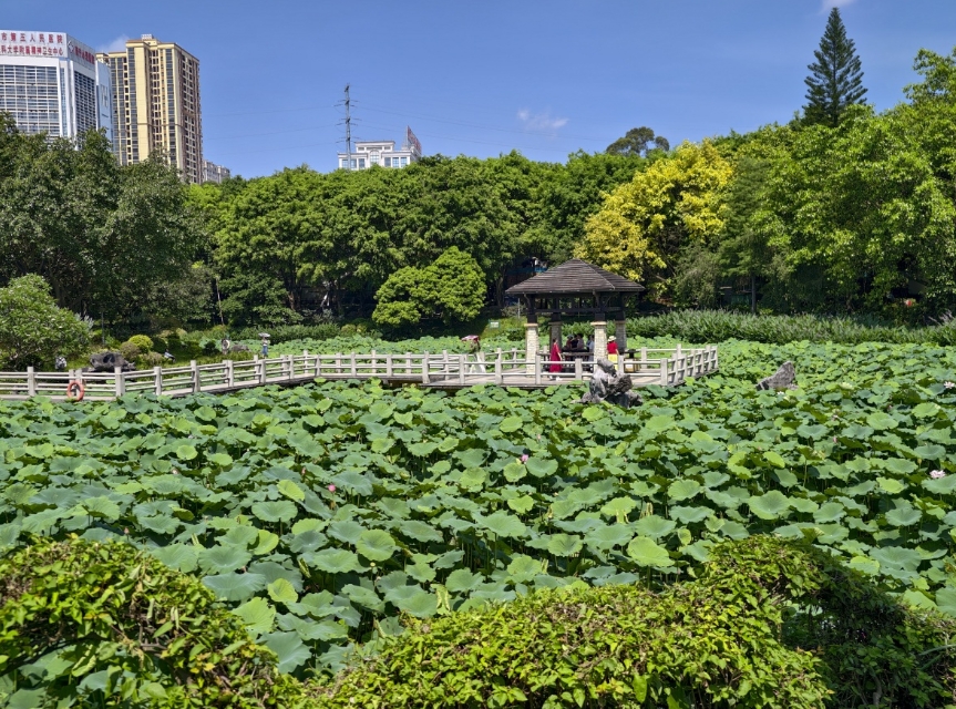 荷花在湖中零散開放。