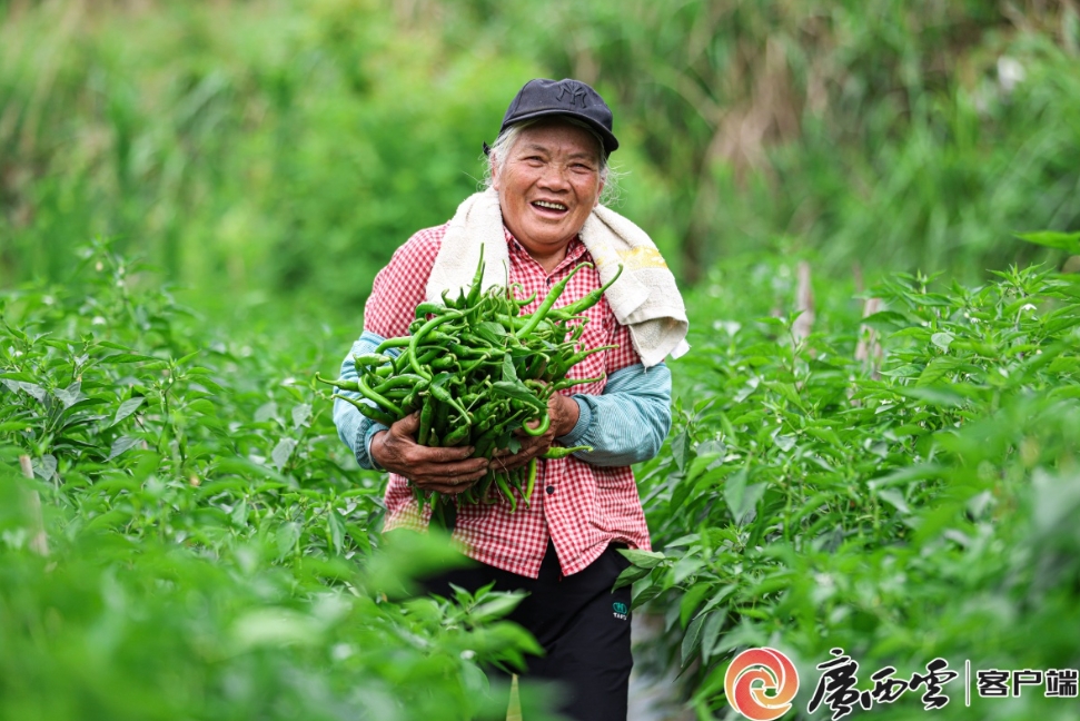 辣椒迎來豐收。