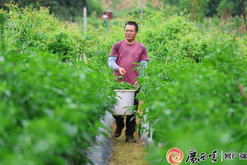 辣椒迎來豐收。