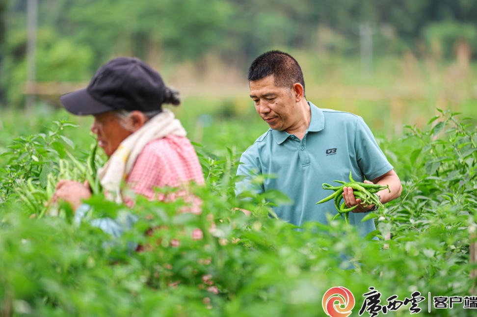 辣椒迎來豐收。