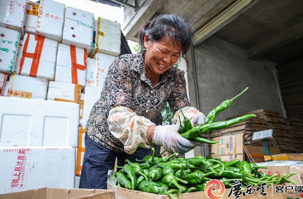 辣椒迎來豐收。