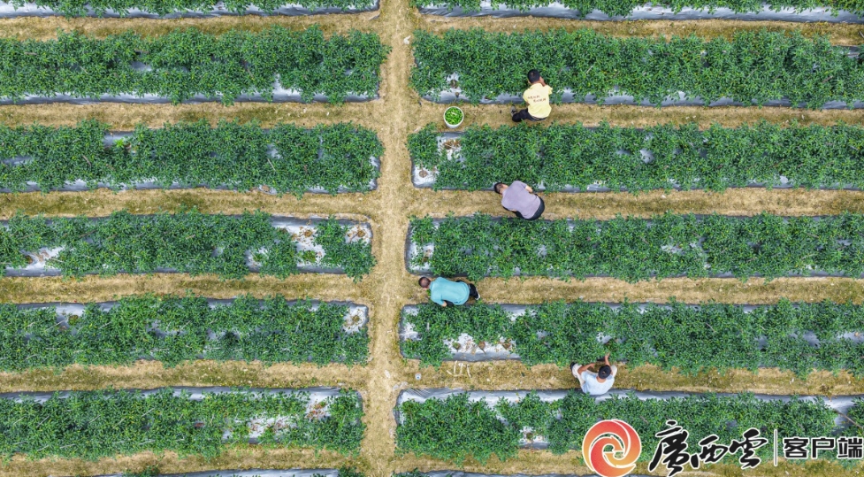 辣椒迎來豐收。