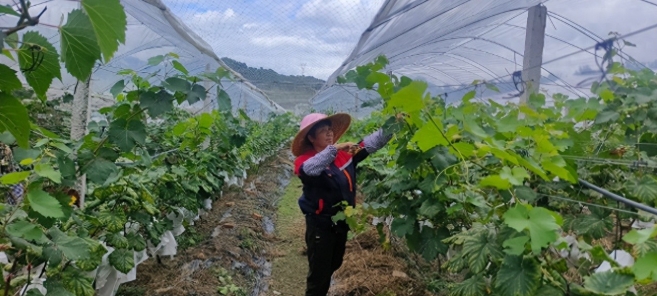 天達葡萄園。