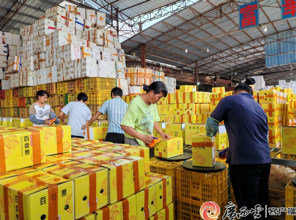 百香果打包裝箱。 百香果打包裝箱。