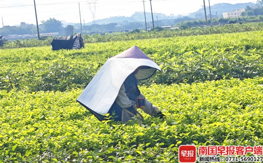 工人在茉莉花田精心養護。 工人在茉莉花田精心養護。