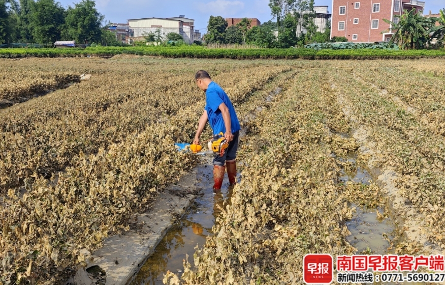 花農在修剪爛掉的枝條。 花農在修剪爛掉的枝條。