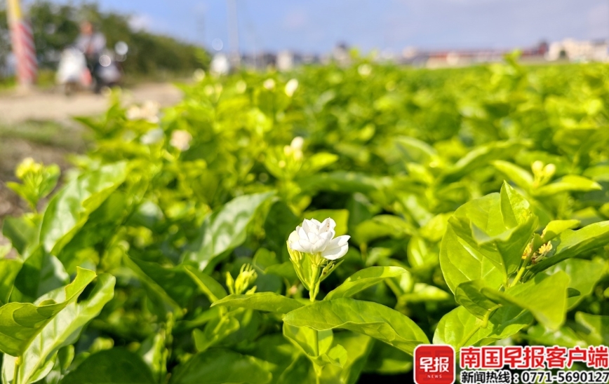 重新綻放的茉莉花。 重新綻放的茉莉花。