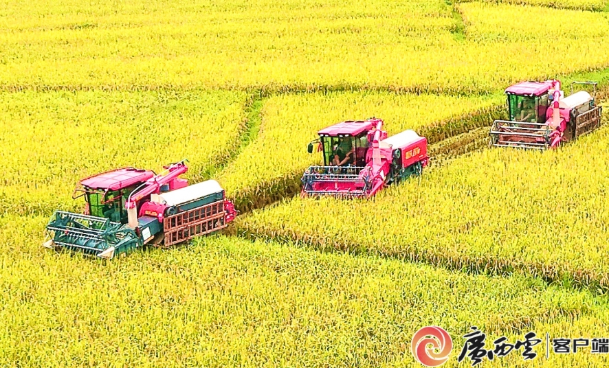 迎來收穫季。