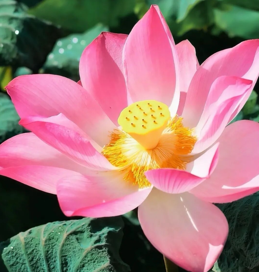 田間荷塘花葉舒展。