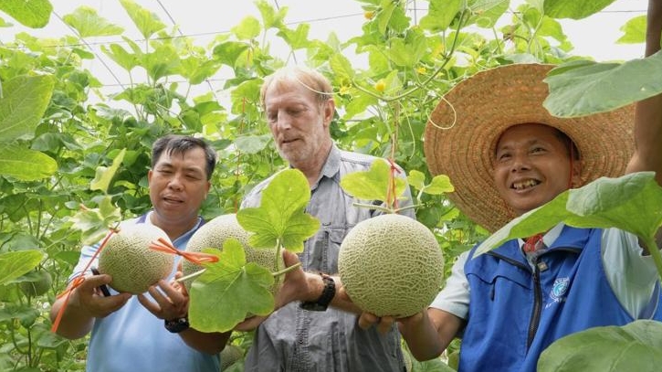 棚裡採蜜瓜。