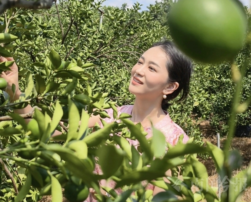 金桔園滿是甜蜜。