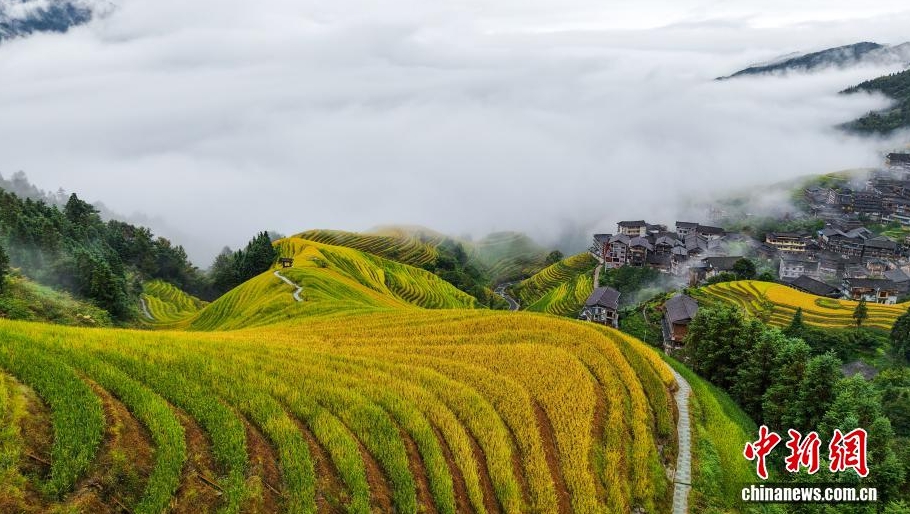 龍脊梯田雲海景觀。