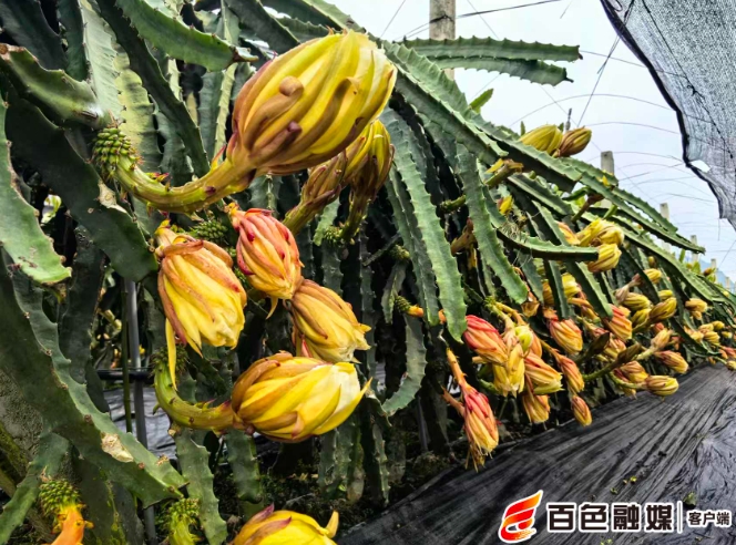 藤蔓間果花同枝。
