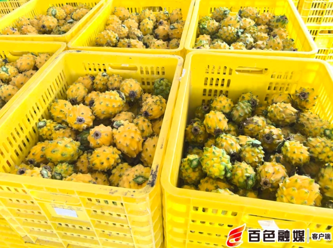 藤蔓間果花同枝。
