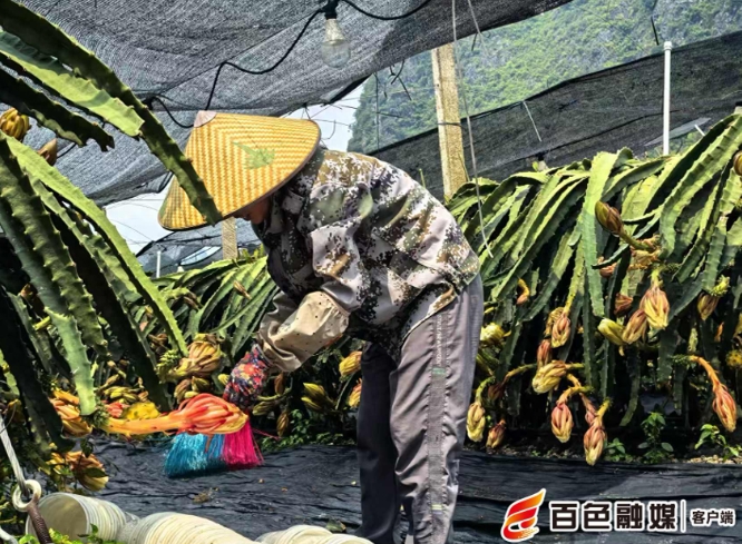 藤蔓間果花同枝。