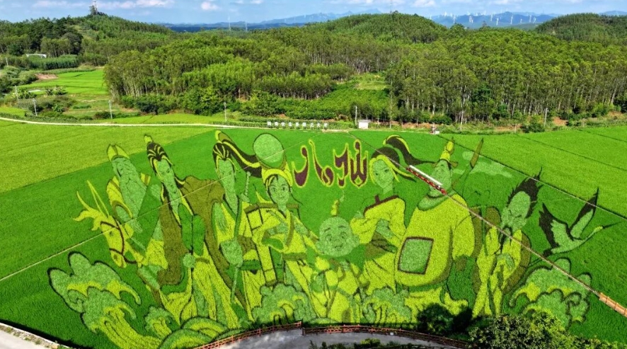 八仙躍然古辣稻田。