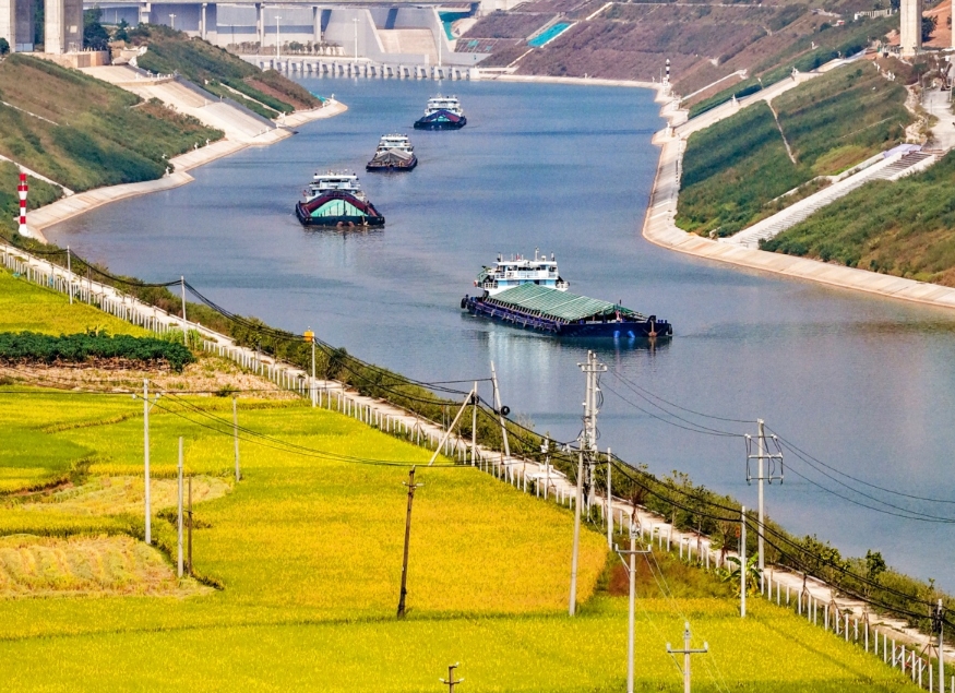 平陸運河兩岸稻浪鋪金。