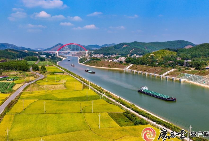 平陸運河兩岸稻浪鋪金。