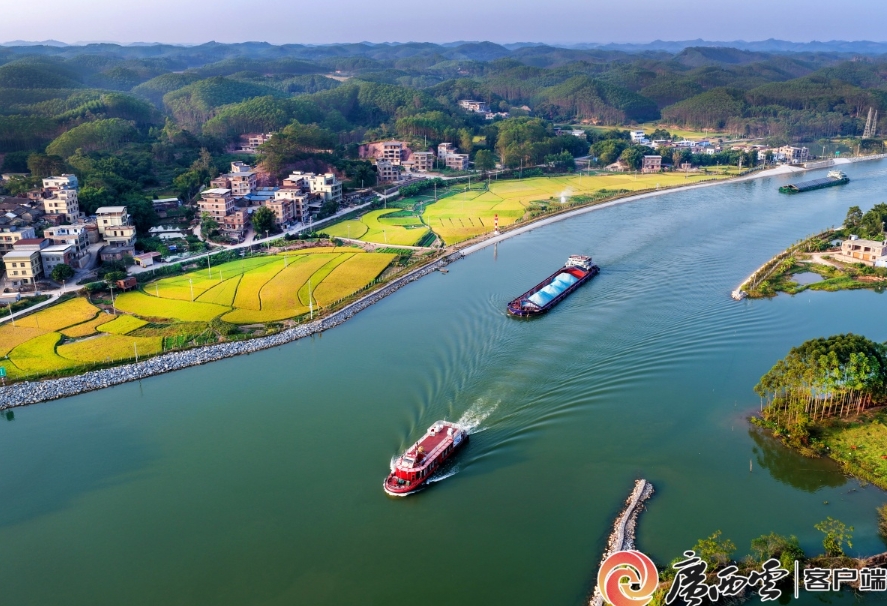 平陸運河兩岸稻浪鋪金。