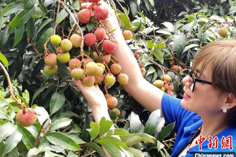 千年荔鄉廣西欽州開啟「甜蜜」夏季預計產荔枝近40萬噸 | 魅力廣西 FamousGuangxi