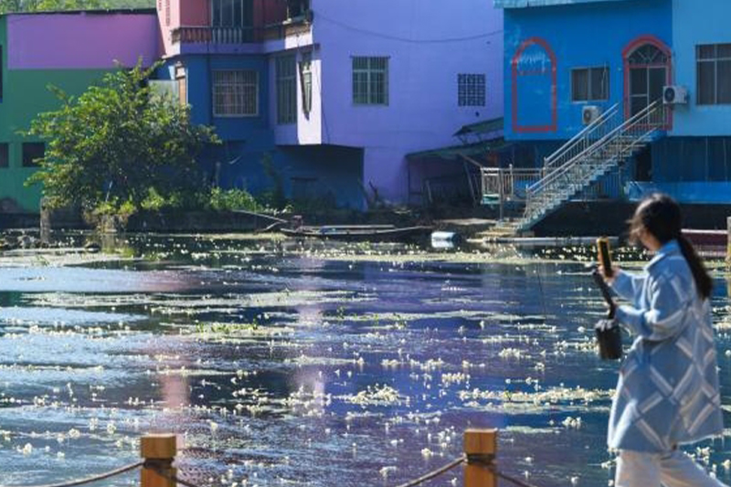 澄江如練花開如雪