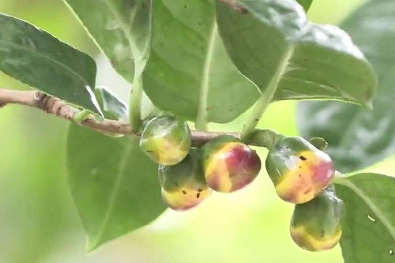 影片｜金花茶開放在即棵棵茶樹含苞待放