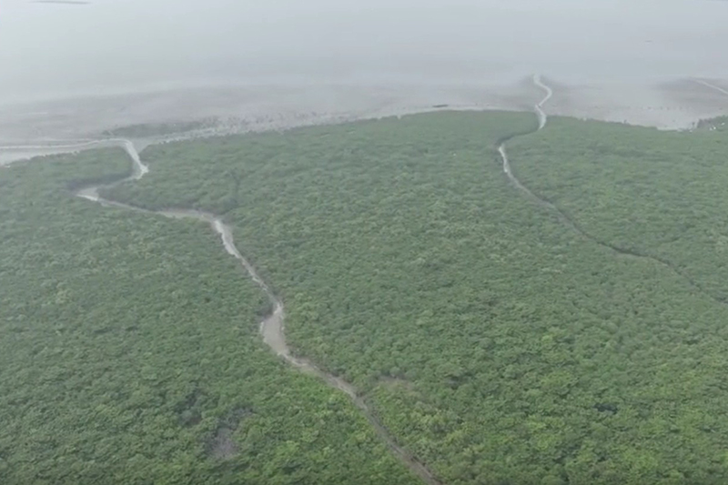 影片｜廣西北崙河口自然保護區樹木繁茂物種豐富
