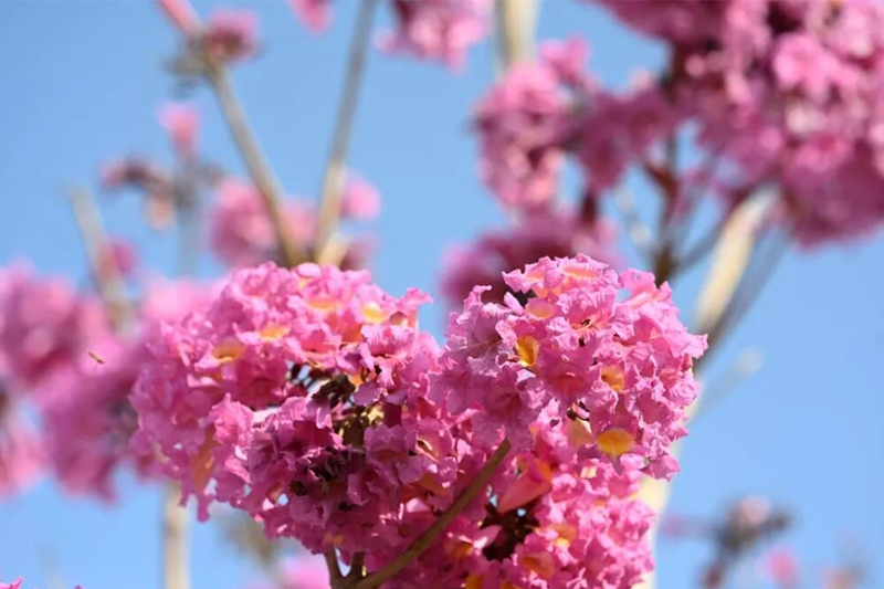 北海廉州灣大道變身「夢幻花廊」