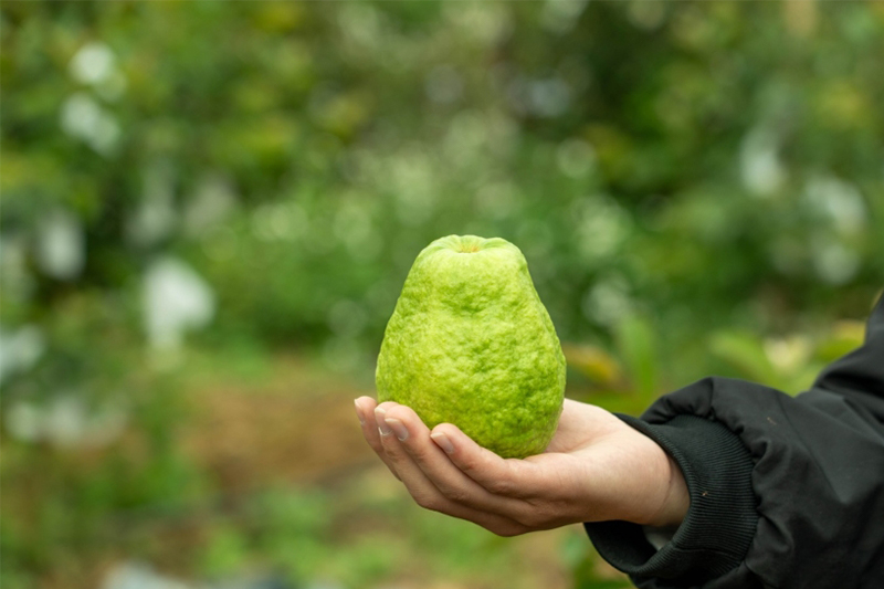 當年種，當年收！河池巴馬芭樂寒冬掛果甜四季