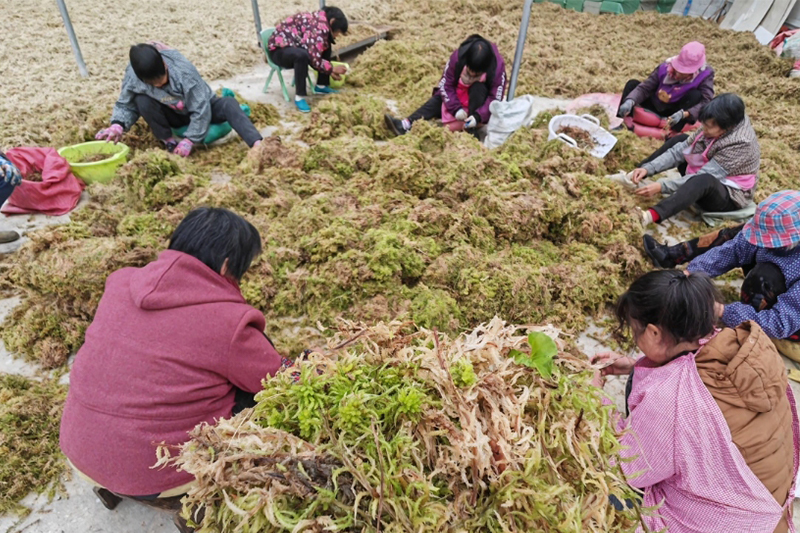 荒田種出「金水草」 水苔種植富農家
