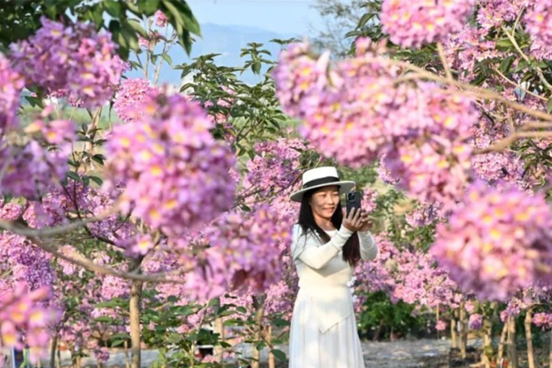 粉了！百色這片花海進入最佳觀賞期