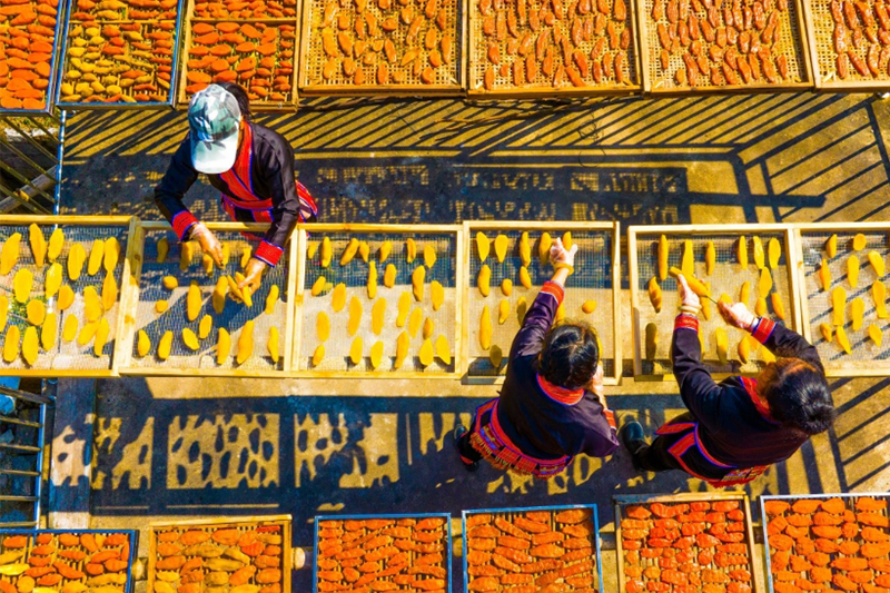 晾曬地瓜乾供應年貨市場