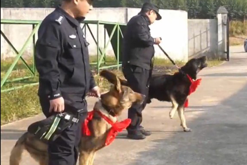 影片｜廣西賀州2隻警犬光榮退役