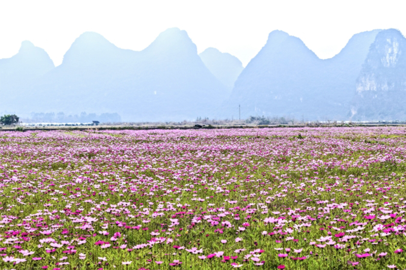 冬閒田變身格桑花海農文旅融合促進鄉村振興