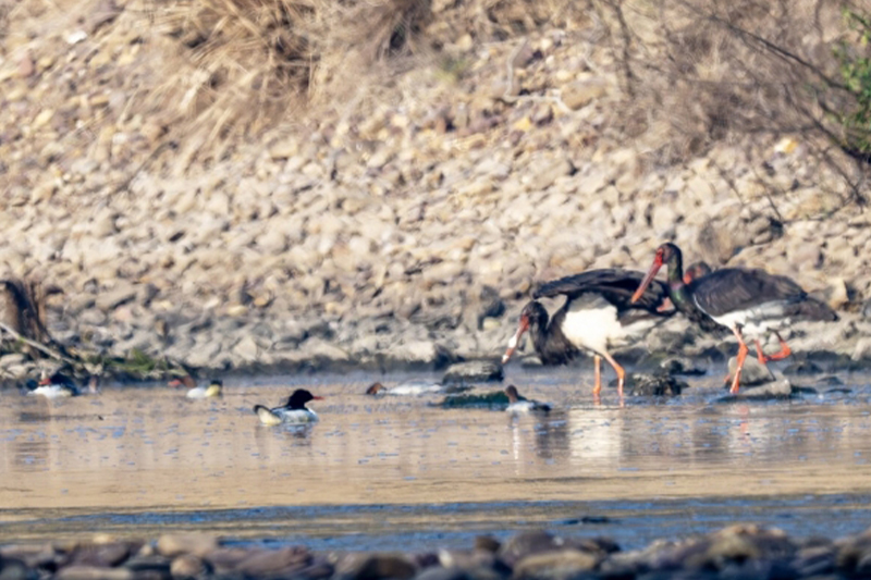 影片｜絕美同框！兩種候鳥在廣西洛清江相約