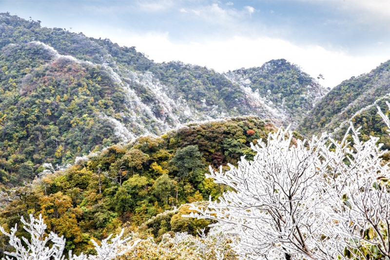 大明山祕境：冰雪森林的冬日詩篇